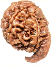 ganesh-rudraksha