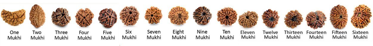 rudraksha